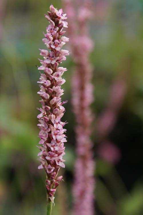 Persicaria amplexicaulis Early Pink Lady - Duizendknoop