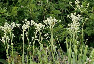 Eryngium agavifolium -Kruisdistel
